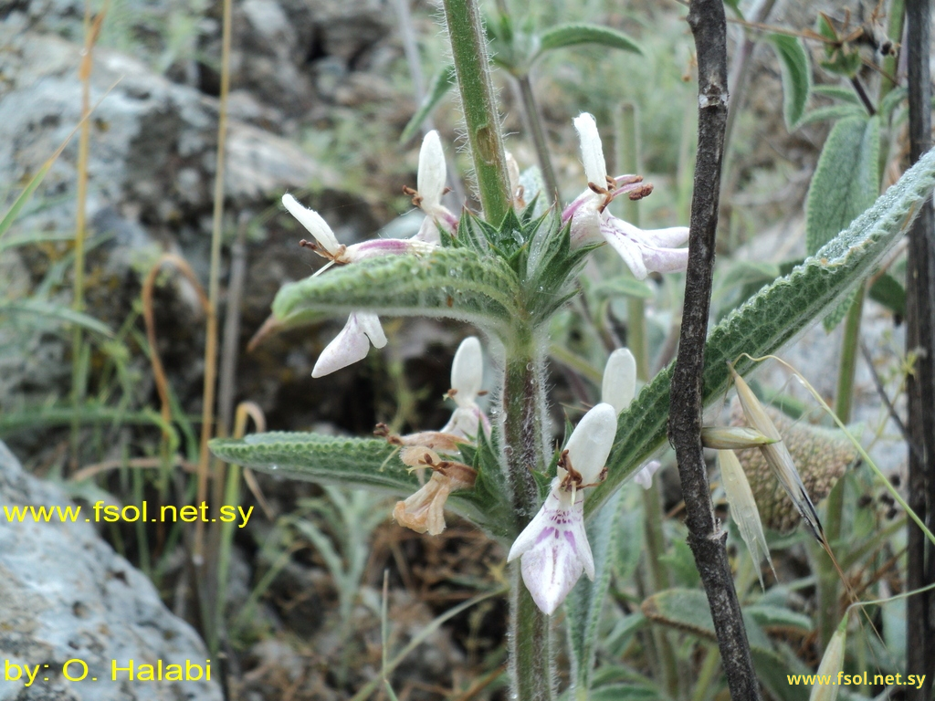 Stachys libanotica Benth.